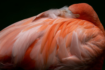 Close up of Caribbean Flamingo with Head resting on Back