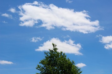 Obraz premium The white clouds in the blue sky over the top of the tree.