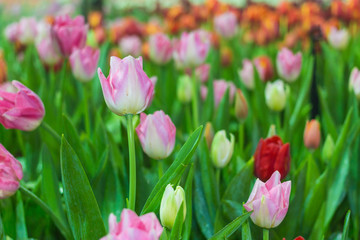 Colorful tulips in the park