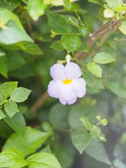 Purple flower bouquet beautiful on blurred of nature background