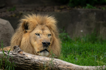 Close up of Male Lion Face