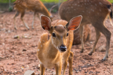 Whitetail Fawn