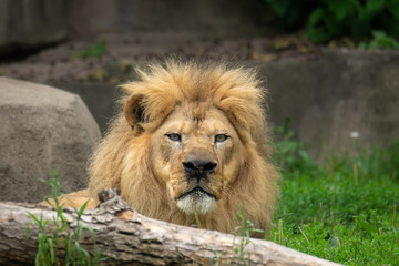 Close up of Male Lion Face Stating at Camera