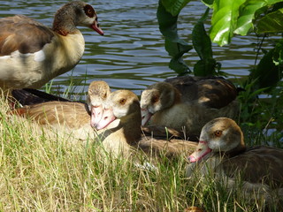 Nilgänse machen eine Pause