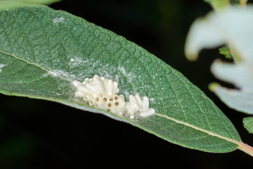 Spinnengelege auf grünem Blatt