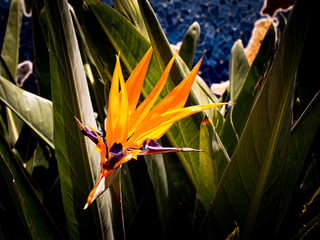 Close up of a beautiful paradise flower