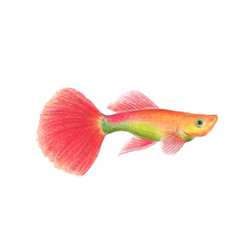 Vector Red guppy fish natural illustration by colored pencils