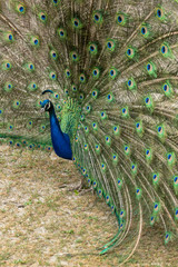 Obraz premium Male Peacock with Tail Feathers Open Wide