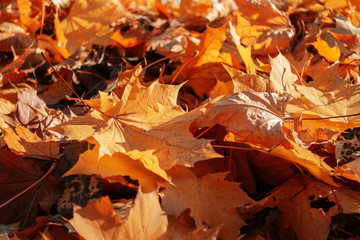 many orange autumn leaves on the ground.