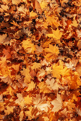 many orange autumn leaves on the ground.