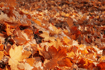 many orange autumn leaves on the ground.