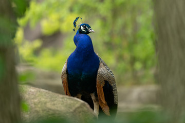 Obraz premium Male Peacock sitting on a rock with tail feathers closed