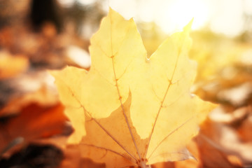 Naklejka na ściany i meble many orange autumn leaves on the ground.
