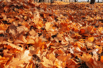 many orange autumn leaves on the ground.