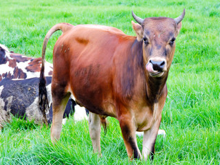 cow