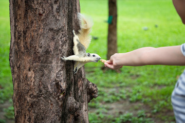 Squirrel eating nut out of child girl hand,squirrel hungry on tree trunk in nature,asian girl feeding wild animals in summer outdoor,travel in Vachirabenjatas Park(Rot Fai Park),Bangkok,Thailand
