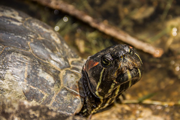 closeup of turtle