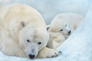 Obraz na płótnie Canvas Polar bear with cubs.