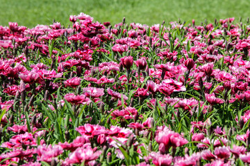 Fototapeta premium Field of flowers