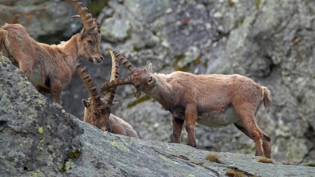 Alpine ibex (Capra ibex) fighting on rocks