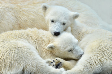 Fototapeta premium polar bear on white background