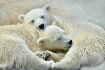 Foto op Plexiglas ijsbeer op witte achtergrond © elizalebedewa