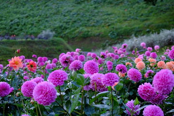9月のダリア園