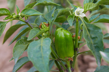 Bud, blossom and a small bell pepper on the plant. Closeup of young green peppers on the plantation. Blossom seedlings of pepper bell 