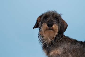 Full body closeup of a bi-colored longhaired  wire-haired Dachshund dog with beard and moustache isolated on a blue background