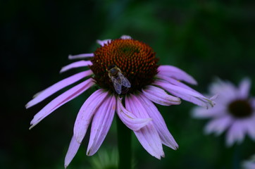 Echinacea flower against soft colorful bokeh background