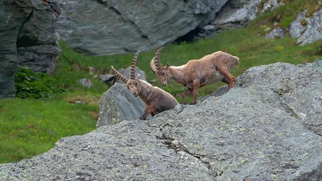 Alpine ibex (Capra ibex) fighting on rocks