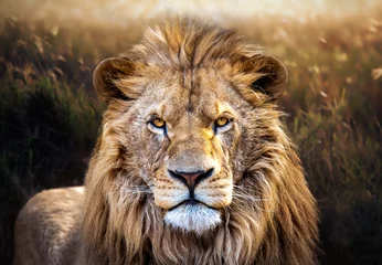 Wandaufkleber Blickkontakt mit Löwen © Martin