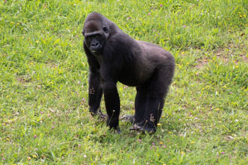 a family of gorillas enjoying their enclosure and playing and interacting with each other