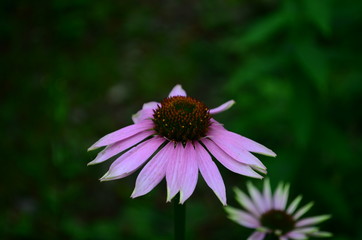 Echinacea flower against soft colorful bokeh background