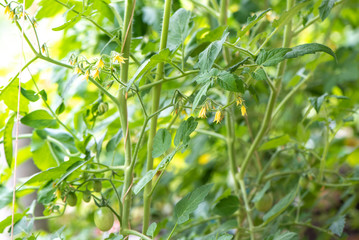 A flower onf bush planted in a greenhouse tomato plant