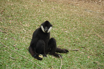 White cheek gibbon
