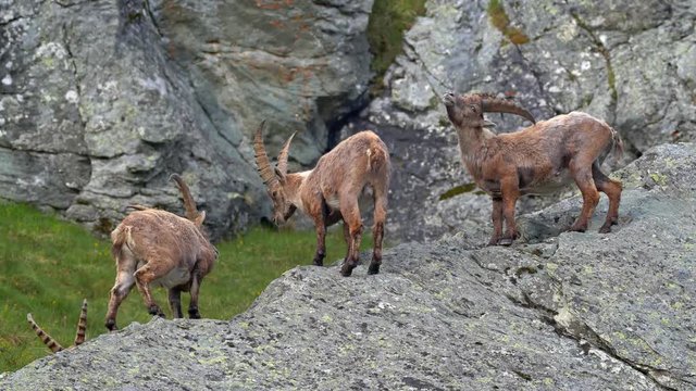 Alpine ibex (Capra ibex) in mountain environment