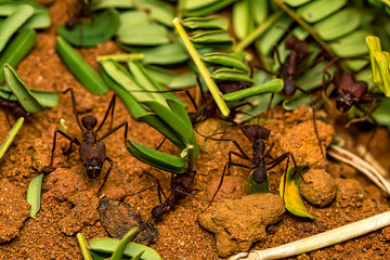 Leaf cutter ant, scientific name Atta ssp aka Saúva ant  -  macro photography of a Leafcutter ant...