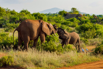 An elephant and his little. One in a walk in the savanna