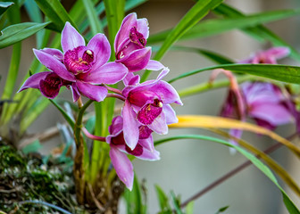 Dendrobium lilac orchid, bouquet of orchid flowers Dendrobium in the garden