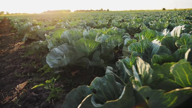Young cabbage grows in the farmer field