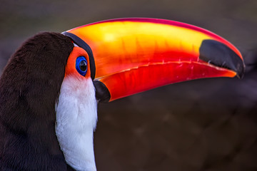 Photo of a Ramphastos toco aka Tucano-toco, typical bird of the tropical rainforests of South America