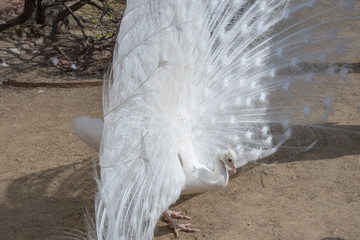 white Peacock on the fence on a bright sunny day