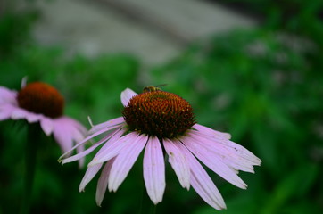 Echinacea flower against soft colorful bokeh background
