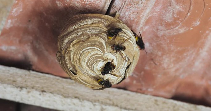 Nid de frelons en activit&eacute; 