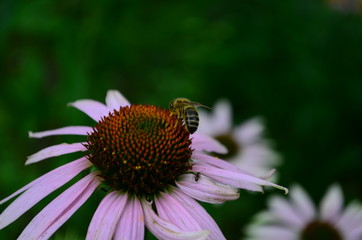 Echinacea flower against soft colorful bokeh background