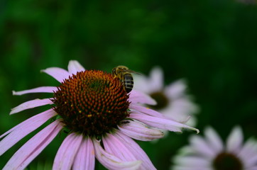 Echinacea flower against soft colorful bokeh background