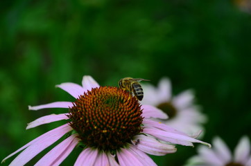Echinacea flower against soft colorful bokeh background