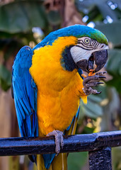 america, animal, ara, ara ararauna, ararauna, background, beak, beautiful, bird, bird watching, birds, blue, blue-and-gold macaw, branch, brazil, bright, close-up, color, colorful, cute, exotic, eye, 