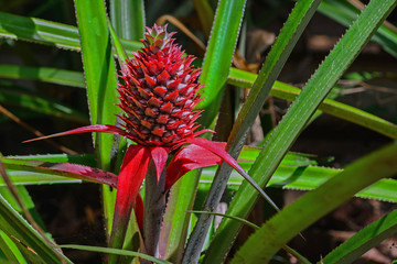 Obraz premium sri lanka baby pineapple